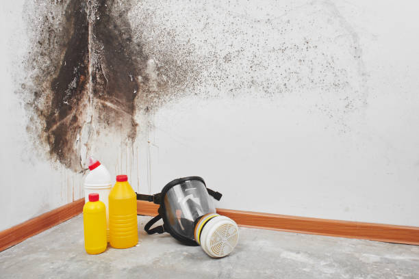Best Bathroom Mold Remediation in Mount Pleasant, TN