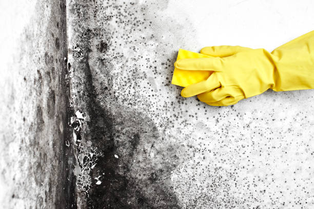 Mount Pleasant, TN Mold Remediation Company