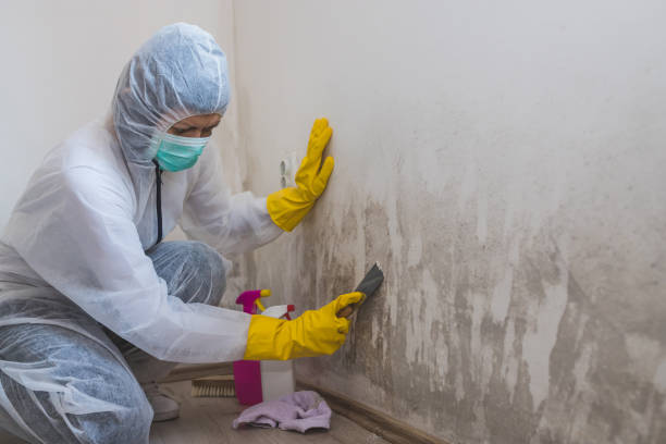Best Preventive Mold Services in Mount Pleasant, TN