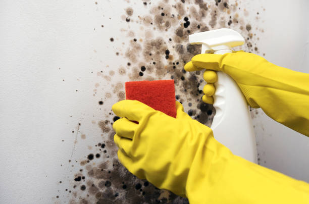 Best Basement Mold Remediation in Mount Pleasant, TN