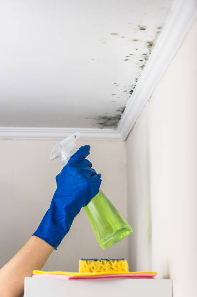 Best Residential Mold Remediation in Mount Pleasant, TN